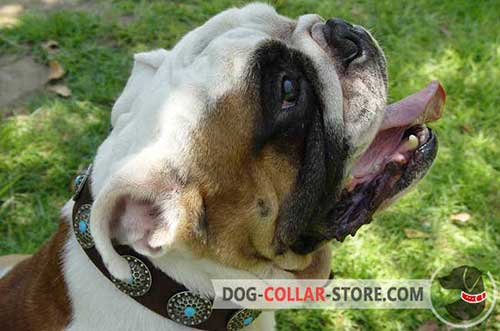 Designer Hand-Decorated Stylish Leather Dog Collar for English Bulldog