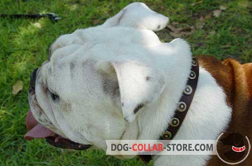 Designer Leather English Bulldog Collar with Brass Doted Circles