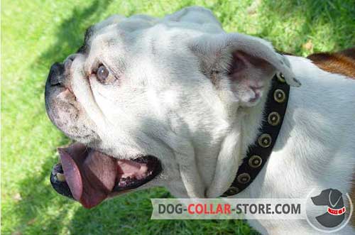 Designer Leather English Bulldog Collar with Brass Circles