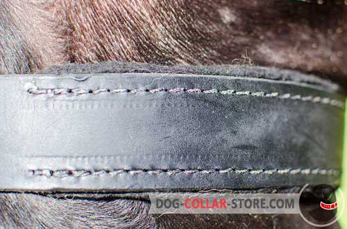 Soft Padding on Dog Collar