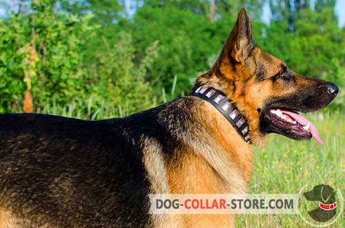 Adjustable Leather Dog Collar for German Shepherd with Nickel Plates