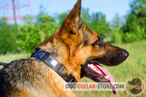 Leather Dog Collar for German Shepherd Decorated with Large Nickel Plates
