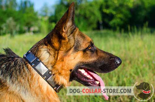 Stylish Leather German Shepherd Collar With Nickel Plates and Studs