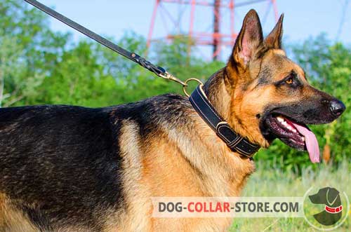 Padded Leather German Shepherd Collar With Brass Fittings