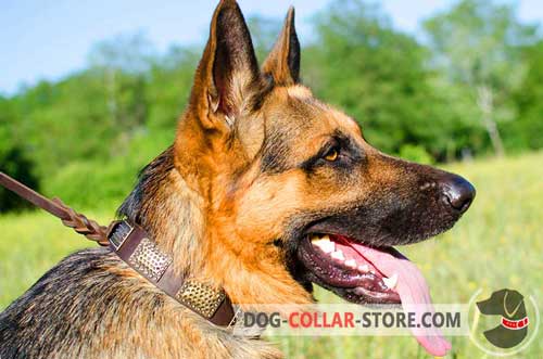 Stylish Leather Dog Collar for German Shepherd with Brass Plates