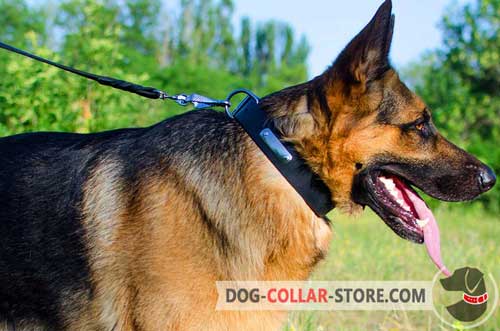 Walking Leather German Shepherd Collar With Metal Identification Plate