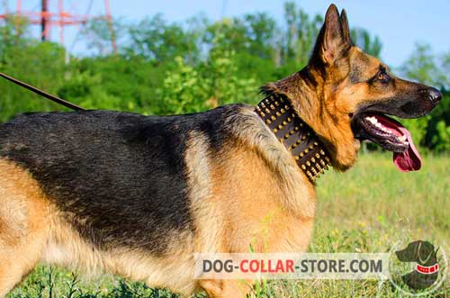 Handmade Spiked Design Leather German Shepherd Collar