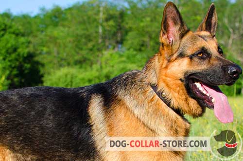 Strong Nylon German Shepherd Collar for Any Weather 