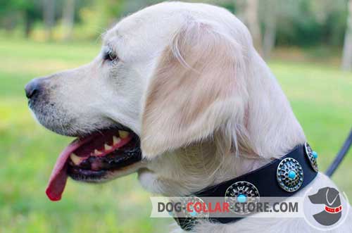 Leather Dog Collar for Golden Retriever Decorated with Blue Stoned Circles