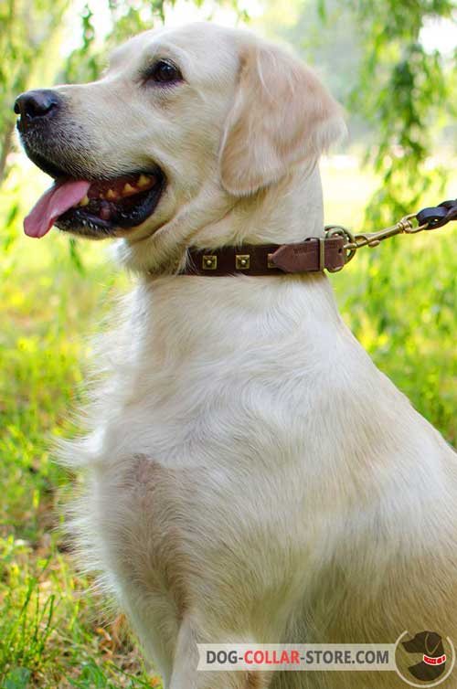 Golden Retriever Collar Decorated with Studs