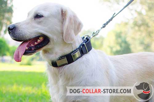 Fashion Leather Dog Collar for Golden Retriever Adorned with Nickel Plates