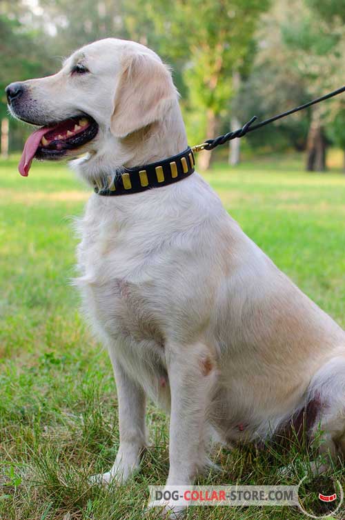 Walking Leather Golden Retriever Collar with Vertical Brass Plates