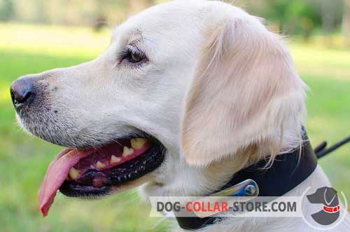 Leather Dog Collar for Golden Retriever with Nickel Plated ID Tag