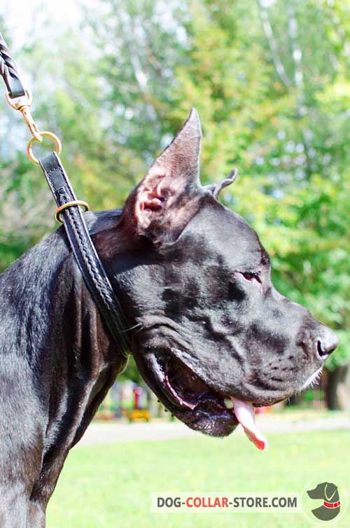 Leather Great Dane Choke Collar for Training Sessions