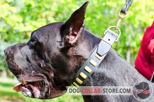 Fashion Adjustable Leather Great Dane Collar with Vertical Brass Plates