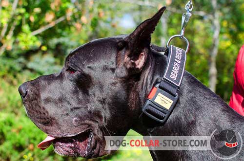 Easily Adjustable Nylon Dog Collar for Great Dane Walking