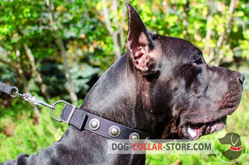 Wide Nylon Great Dane Collar with Vintage Silver Plated Circles