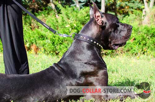 All Weather Nylon Great Dane Collar with Solid Nickel Studs