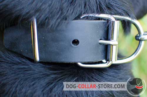 Reliable Steel Nickel Plated Hardware on Plated Leather Dog Collar