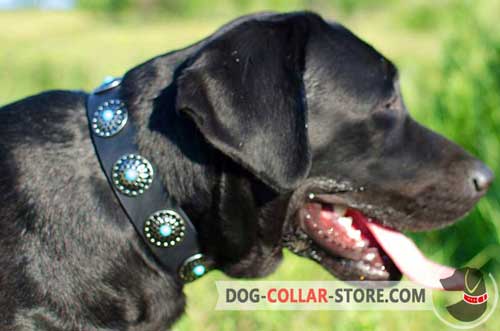 Walking Leather Labrador Collar With Blue Stones