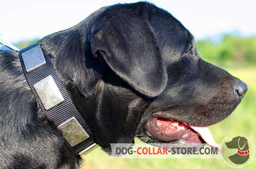 Stunning Nylon Dog Collar With Plates For Labrador