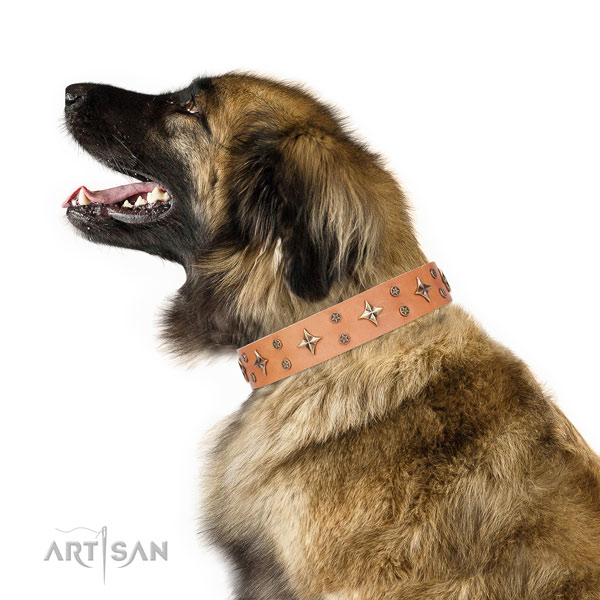 Leonberger full grain leather dog collar for daily use