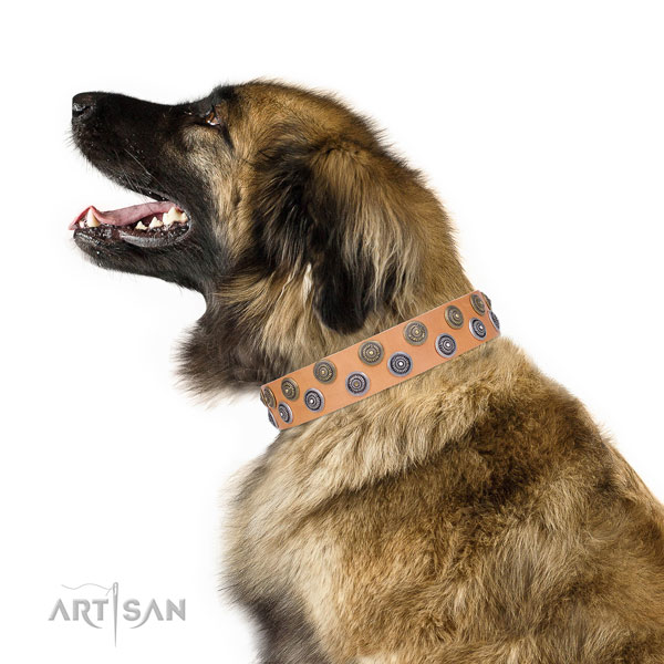 Leonberger full grain genuine leather dog collar for stylish walking