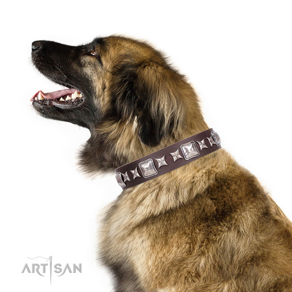 Leonberger leather dog collar for walking