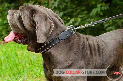 Leather Mastiff Collar With Spikes