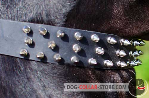 Nickel Plated Spikes on Leather Dog Collar