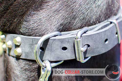 Rust Resistant Nickel Plated D-Ring on Leather Dog Collar