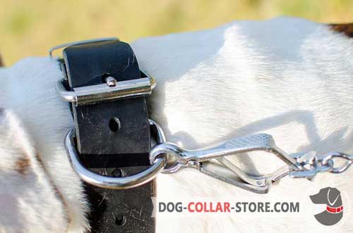 Heavy-Duty Nickel Plated Fittings on Studded Leather Dog Collar