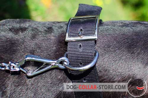 Reliable Nickel Plated Hardware on Studded Nylon Dog Collar