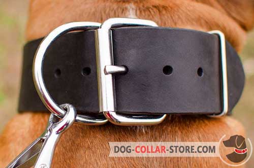 Rust Resistant Nickel Hardware on Extra Wide Leather Dog Collar