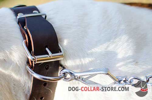 Nickel Plated Hardware on Fashion Plated Leather Dog Collar