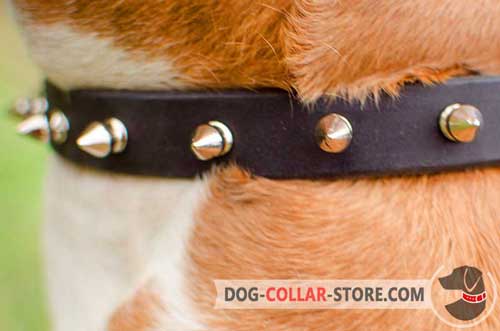 Nickel Decorations on Leather Dog Collar 