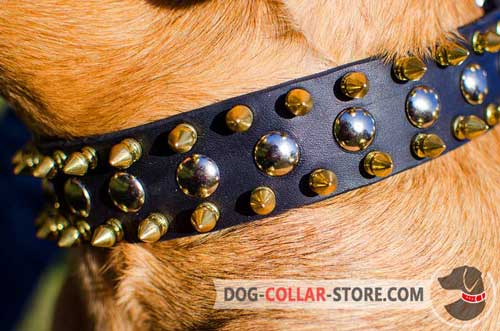 Nickel Plated Studs On Leather Dog Collar 