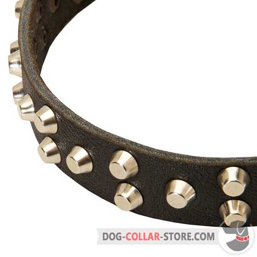 Rust Resistant Nickel Plated Studs on Leather Dog Collar