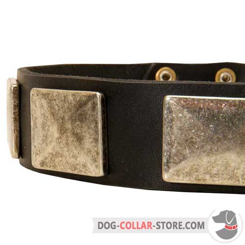 Large Rust Proof Nickel Plates on Designer Leather Dog Collar