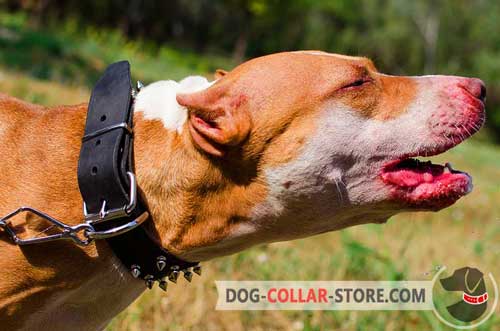 Strong Leather Pitbull Collar