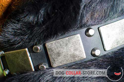Nickel Plates And Pyramids On Walking Leather Dog Collar