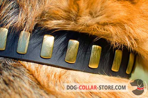 Firm Brass Plates On Leather Dog Collar 