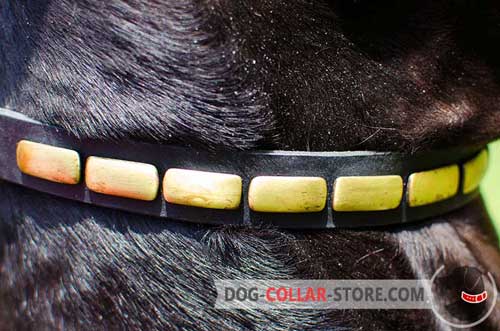Rust Proof Brass Plates on Adjustable Leather Dog Collar