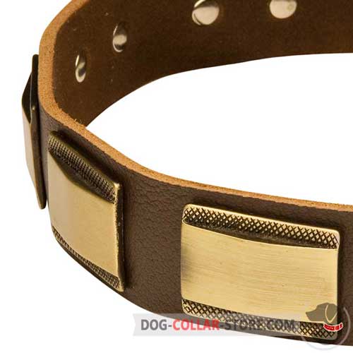 Plates on Leather Dog Collar for Walking
