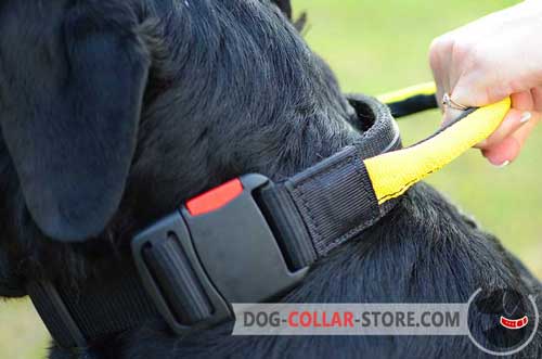 One-Click Buckle on Nylon Dog Collar 