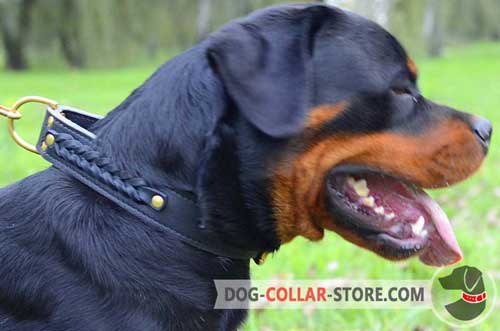 Adjustable Leather Dog Collar for Rottweiler Decorated with Braids