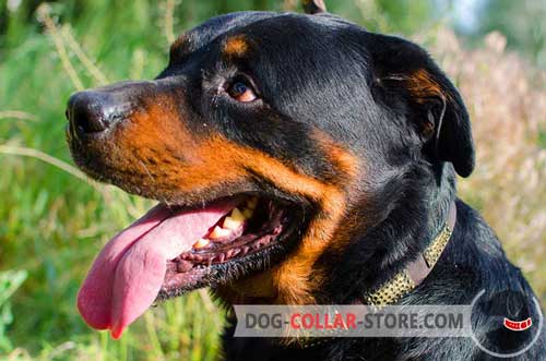 Leather Dog Collar for Rottweiler Decorated with Vintage Brass Plates