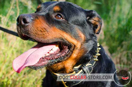 Nappa Padded Leather Dog Collar for Rottweiler with Brass Spikes