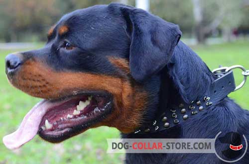 Decorated Leather Rottweiler Collar with Nickel Plated D-Ring for Leash Attachment