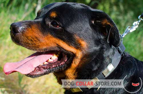 Designer Leather Dog Collar for Rottweiler Walking